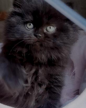 Cuccioli di Gatto Persiano