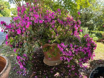 Pianta di azalea fiorentina