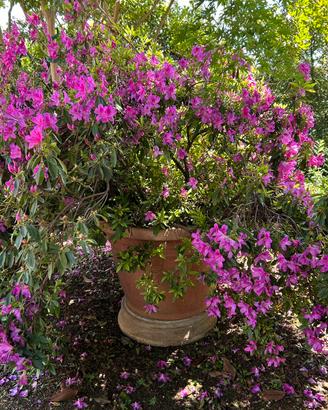 Pianta di azalea fiorentina