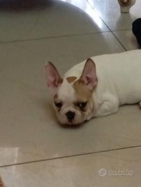 Bulldog francese