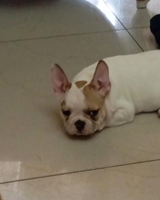 Bulldog francese