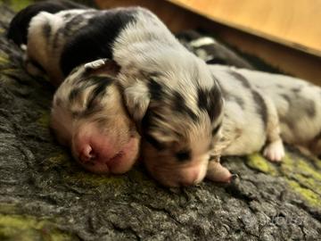 Cucciolo pastore australiano
