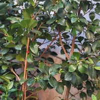 camelia japonica