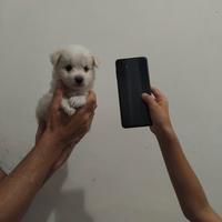 Cucciolo Maltipoo mini toy da borsetta femmina