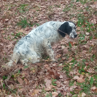 Setter inglese