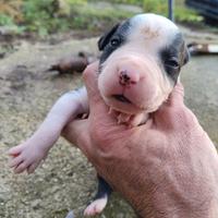 Cuccioli pitbull