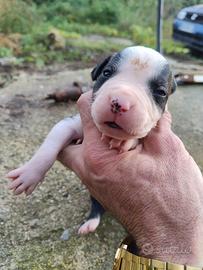 Cuccioli pitbull