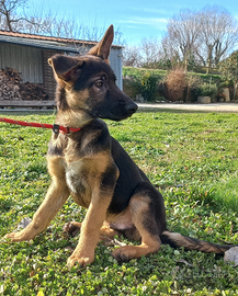 Cuccioli pastore tedesco