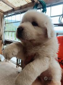 Cuccioli maremmano