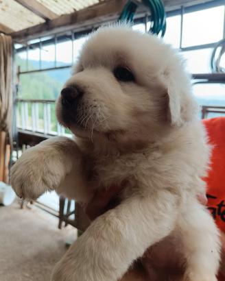 Cuccioli maremmano