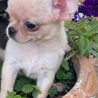 Cucciolo di chihuahua, Champagne con pedigree