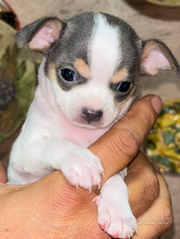 Chihuahua