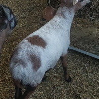 Agnello pecora del camerun