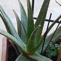 Aloe vera