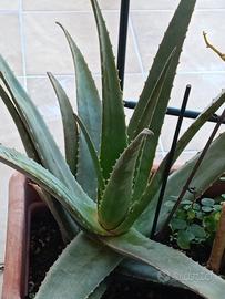 Aloe vera