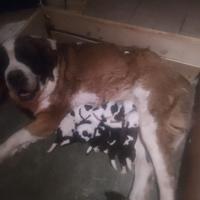Cuccioli di san bernardo