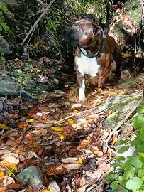 American Staffordshire