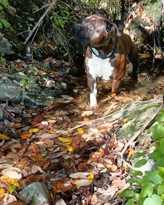 American Staffordshire