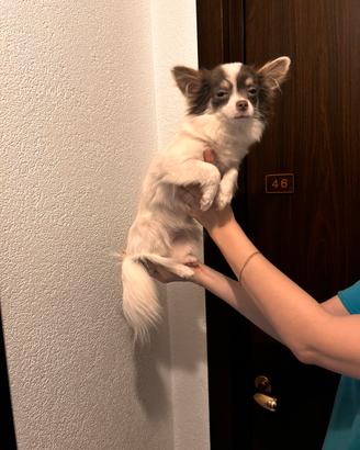 Mini toy Chiuwawa gioiosa