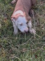 Cani American Pitbull terrier UKC