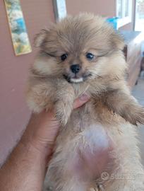 Spitz di Pomerania feminia tel 3792316469