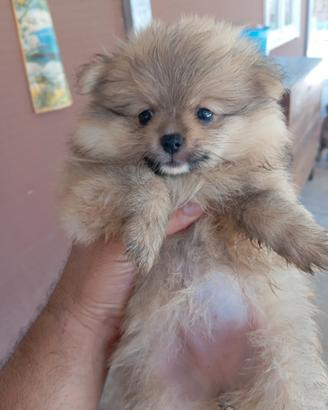 Spitz di Pomerania feminia tel 3792316469