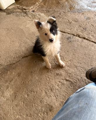Border collie con PEDIGREE