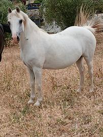 Cavalla