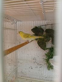 Lucherini e cardinalini del Venezuela