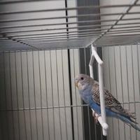 Cocorite allevati a mano