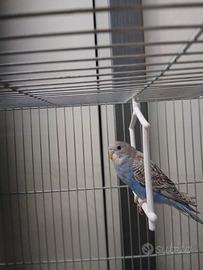 Cocorite allevati a mano