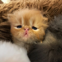 Gattino persiano ipertipico
