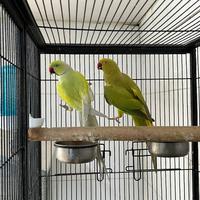 Coppia parrocchetti dal collare