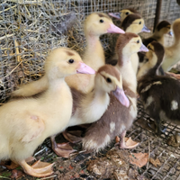 Pulcini di anatra muta di tre settimane