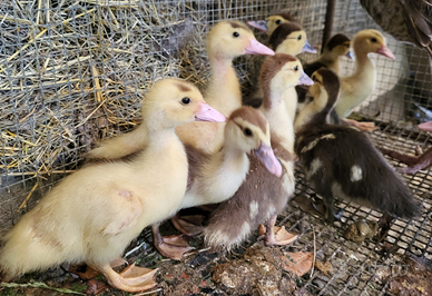 Pulcini di anatra muta di tre settimane