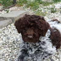 Lagotto Romagnolo Cuccioli