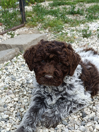 Lagotto Romagnolo Cuccioli