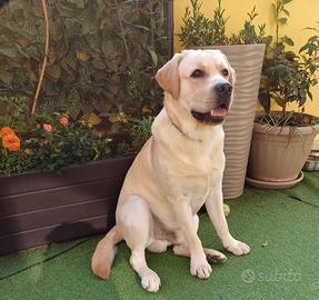 Labrador femmina per accoppiamento