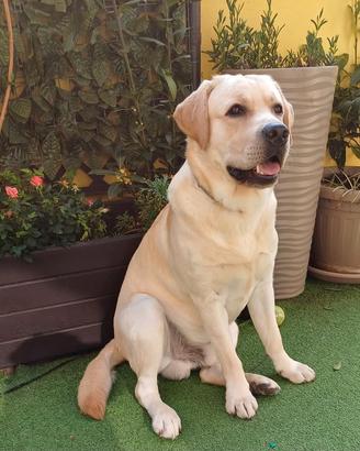 Labrador femmina per accoppiamento