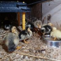 Anatroccoli ,pulcini e ochette