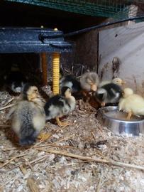 Anatroccoli ,pulcini e ochette