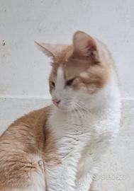 Gatto mix scottish/sphynx robusto( consegna)