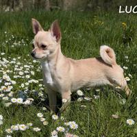 Stallone da monta - Chihuahua con Pedigree ENCI