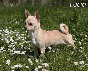 Stallone da monta - Chihuahua con Pedigree ENCI