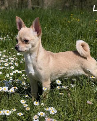 Stallone da monta - Chihuahua con Pedigree ENCI