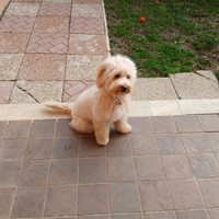 Barboncino Toy Maltipoo