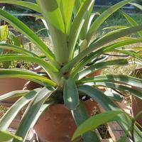 Piante di ananas, avocado ed aloe vera in vaso. 