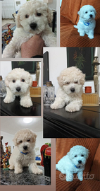 Maltipoo mini maschio bianco