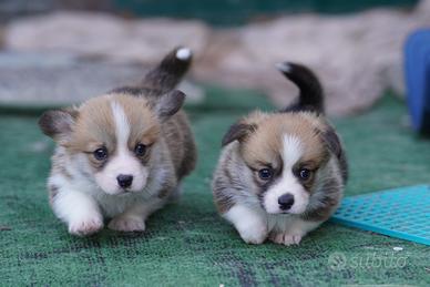 Ultima femmina Welsh Corgi Pembroke