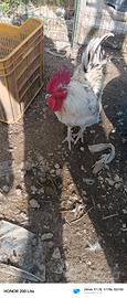 Gallo un anno